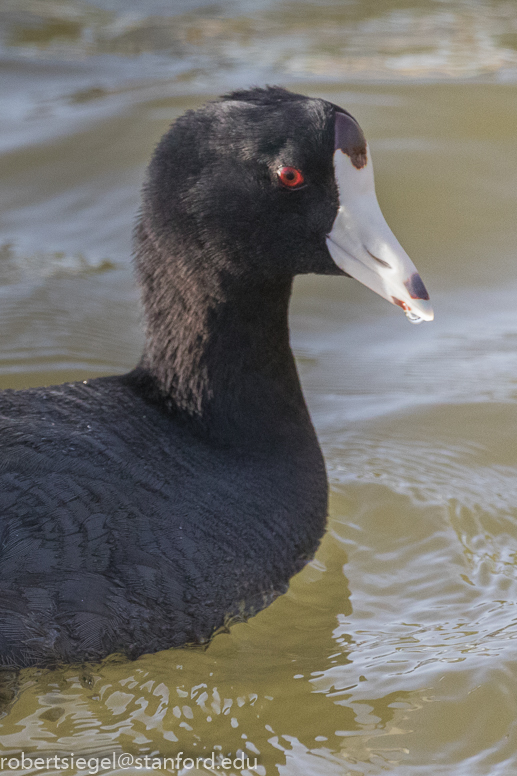 baylands